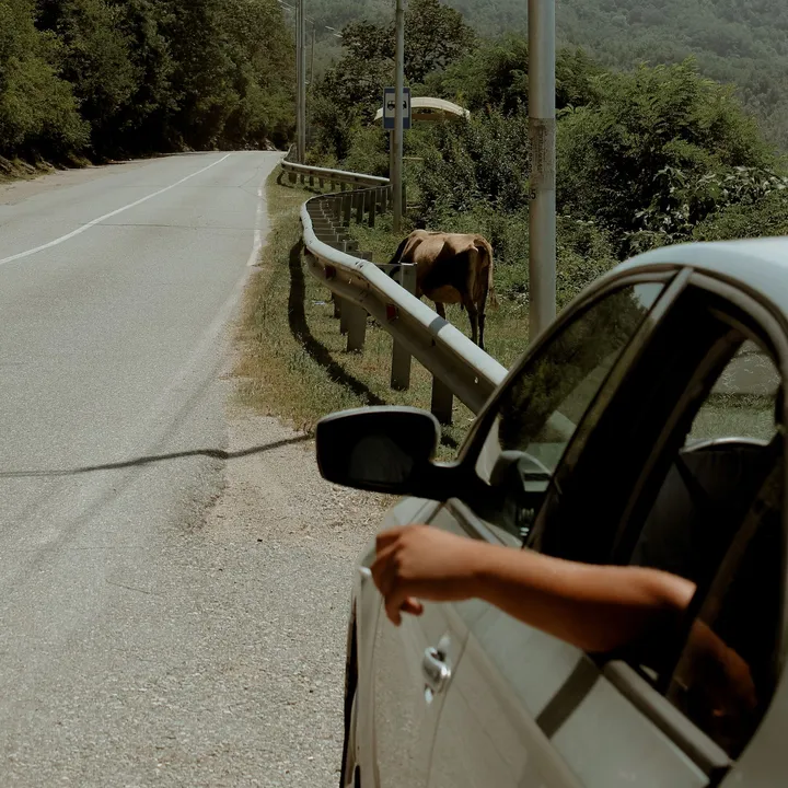 A passenger's arm resting out a car window on a quiet country road